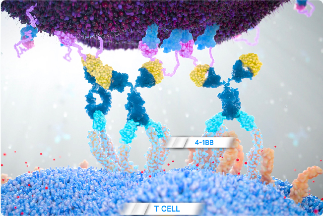 Scientific illustration showing engineered T cells binding to targets, with labeled components including “4-1BB” and “T CELL,” representing an immune or cell-therapy process.